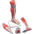 Fabrication Enterprises 3B® Anatomical Model - Life Size Lower Muscle Leg with Detachable Knee, 3-Part 1059540